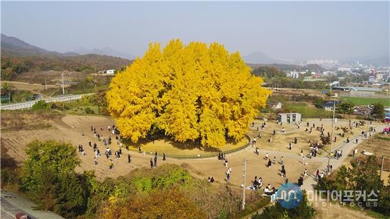 반계리 은행나무(원주시)