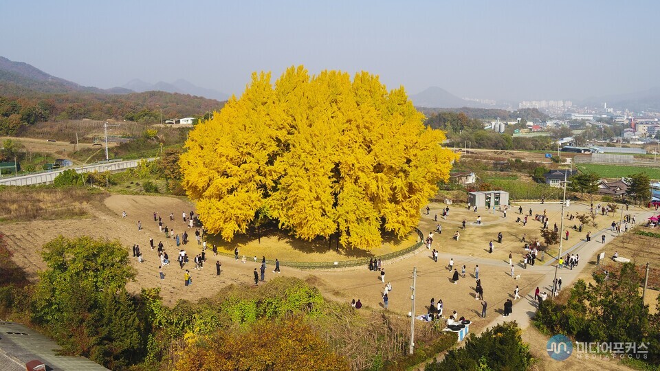 반계리 은행나무 전경(원주시)