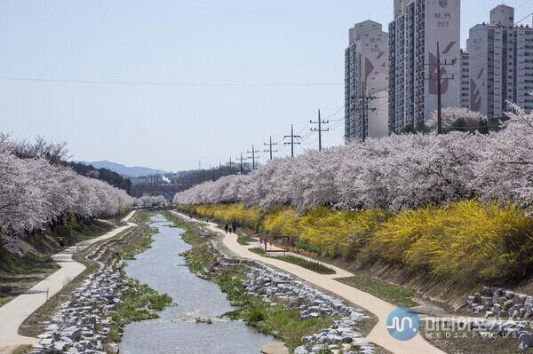 영주 원당천 벚꽃 개화 모습(영주시)